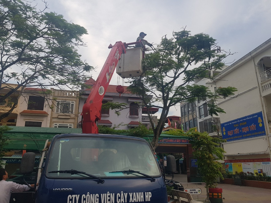 Hải Phòng: Các trường không được tự ý cắt, hạ cây ảnh 1 Hải Phòng: Các trường không được tự ý cắt, hạ cây ảnh 1