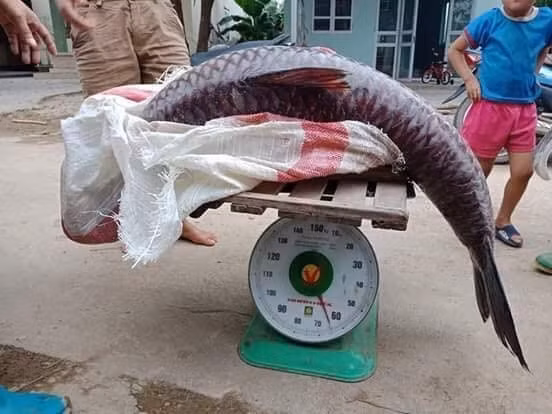 Yên Bái: Người dân lại bắt được cá trắm đen "khủng" trên hồ Thác Bà ảnh 3