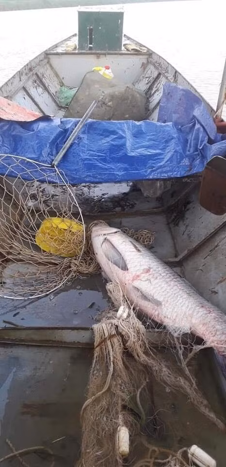 Yên Bái: Người dân lại bắt được cá trắm đen "khủng" trên hồ Thác Bà ảnh 1