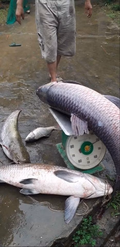 Yên Bái: Người dân lại bắt được cá trắm đen "khủng" trên hồ Thác Bà ảnh 2