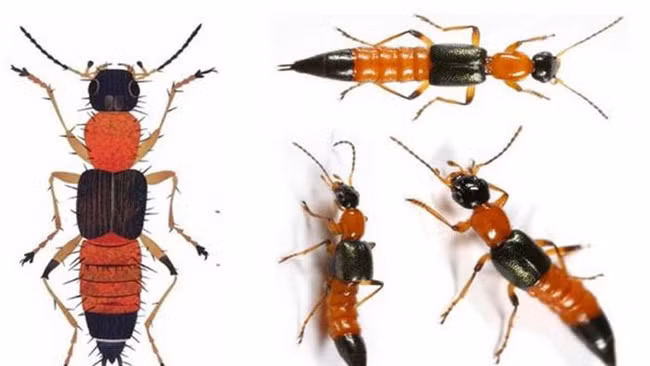 Bác sĩ da liễu khuyến cáo cách phòng tránh, điều trị viêm da do nọc độc kiến ba khoang ảnh 1