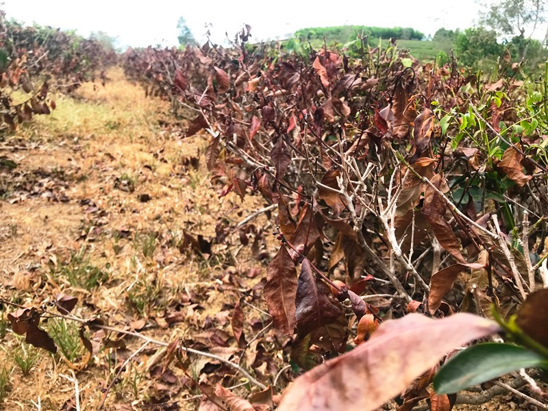 "Khát nước" chè chết cháy, người dân xót lòng