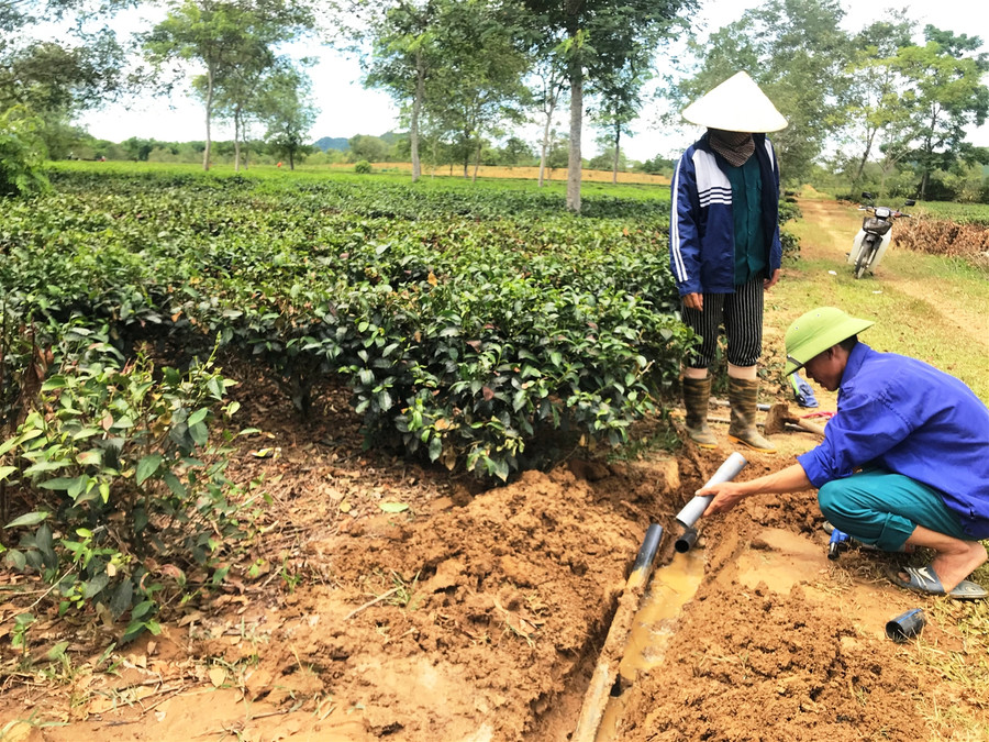 "Khát nước" chè chết cháy, người dân xót lòng ảnh 5 "Khát nước" chè chết cháy, người dân xót lòng ảnh 5