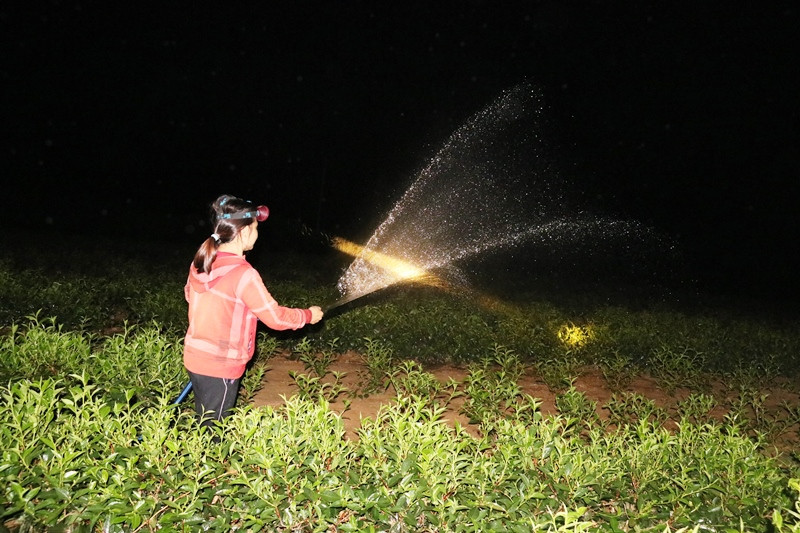 "Khát nước" chè chết cháy, người dân xót lòng ảnh 7