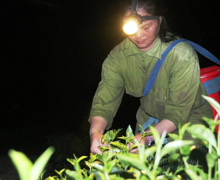 "Khát nước" chè chết cháy, người dân xót lòng ảnh 8