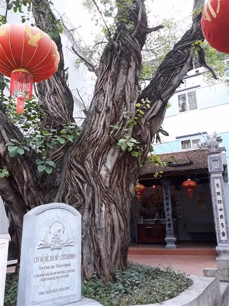 Cây di sản ở quán thờ xóm Lẻ.