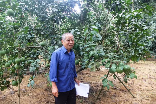 Ông Lê Hồng Tư cho biết, “hàng bưởi lâu năm của gia đình ông sẽ bị chặt bỏ khi xây dựng dự án”.