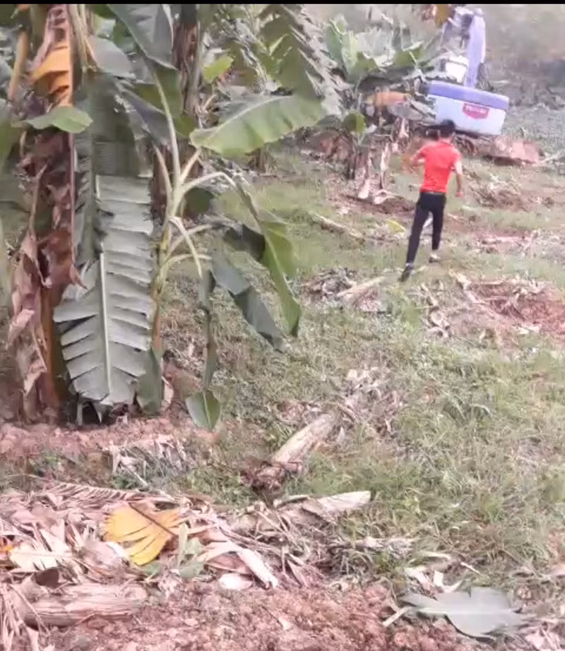 Bắc Giang: Vườn cây ăn quả của người dân bị phá hủy toàn bộ ảnh 1