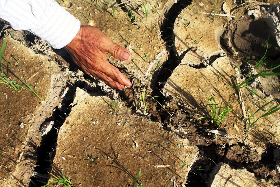 Nông dân xứ Thanh gồng mình chống hạn ảnh 1