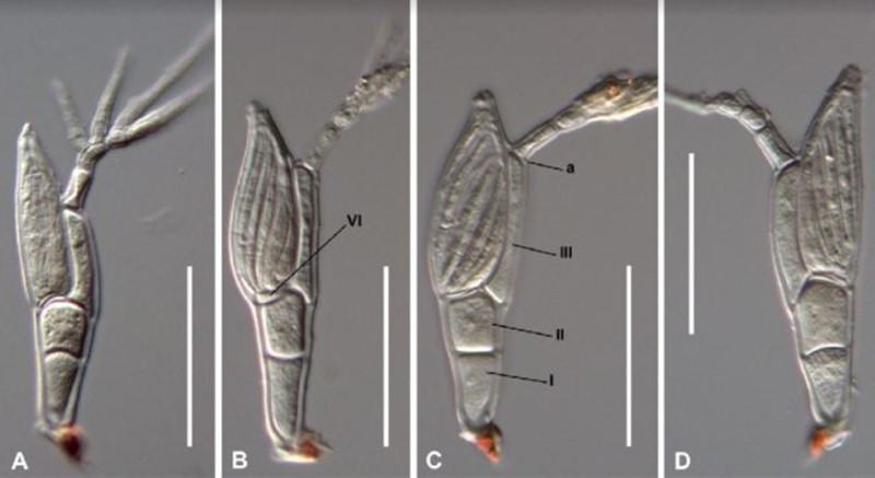Tìm thấy loài ký sinh mới nhờ Twitter