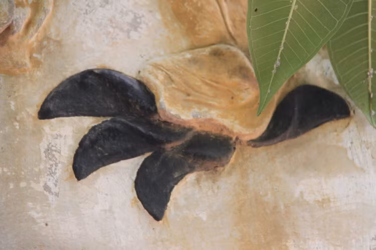 Các vuốt chân hổ phù đều mang một ý nghĩa của sen.