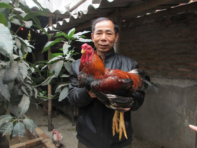 Gà Hồ - “Linh kê” tiến vua vùng Kinh Bắc ảnh 1