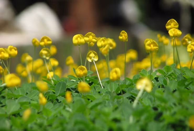 Mùa hoa đậu lạc