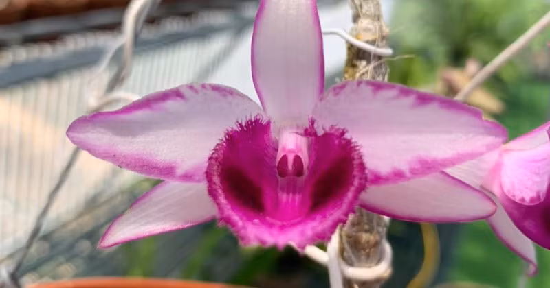 Vì sao lan đột biến có giá tiền tỷ? ảnh 1