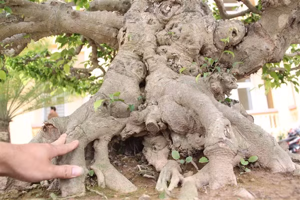 Từ Gia Trang ấp đến làng tỷ phú cây cảnh ảnh 2