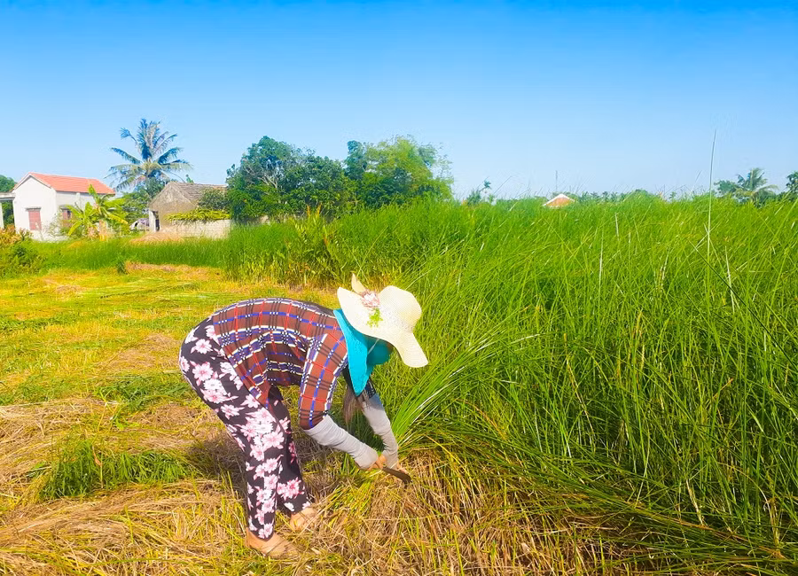 Chiếu cói Nga Sơn - “Đại sứ thương hiệu” của vùng đất khó ảnh 1