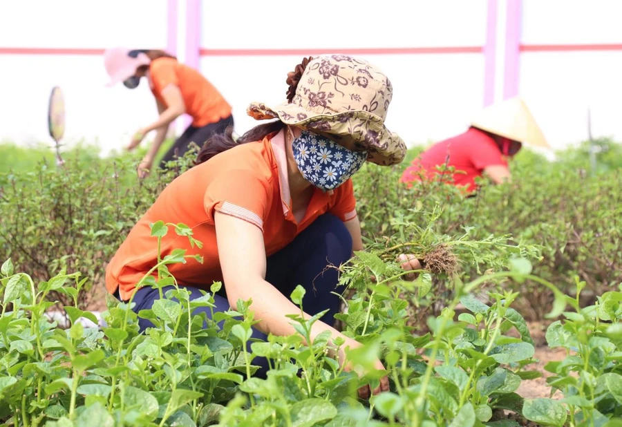 Trường tư nỗ lực vượt khó giữa cơn đại dịch