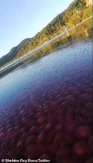 Hàng ngàn quả cà chua biển bất ngờ xuất hiện ở Philippines trong mùa dịch ảnh 1