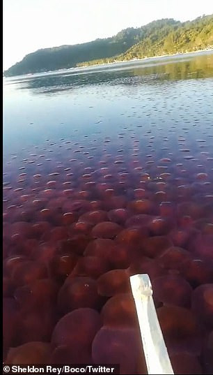 Hàng ngàn quả cà chua biển bất ngờ xuất hiện ở Philippines trong mùa dịch ảnh 2