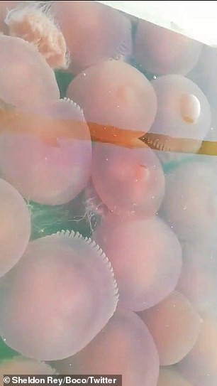 Hàng ngàn quả cà chua biển bất ngờ xuất hiện ở Philippines trong mùa dịch ảnh 4