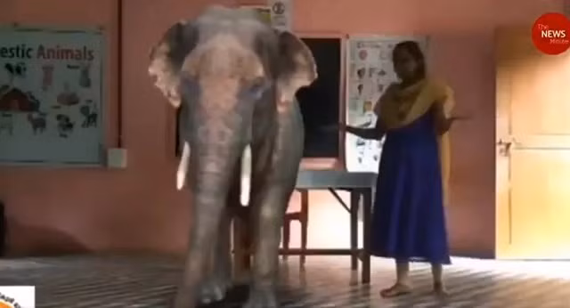 Ấn Độ: Trường học đưa voi ảo vào lớp học trực tuyến