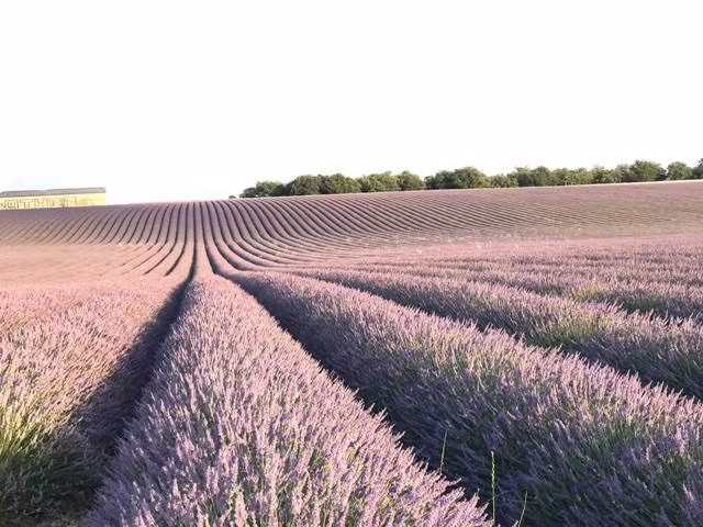 Sống ảo ở những vùng Lavender trên nước Pháp