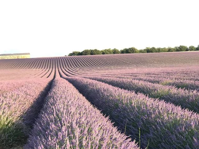 Sống ảo ở những vùng Lavender trên nước Pháp