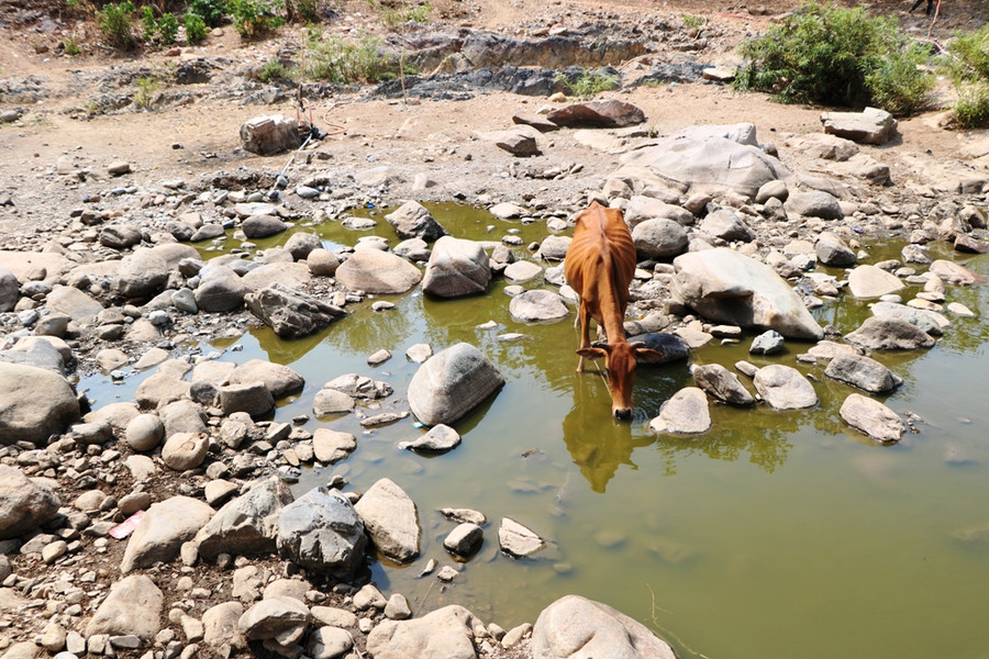 Ninh Thuận trong cơn hạn nặng, người dân vùng cao ra suối “cõng” nước ảnh 5