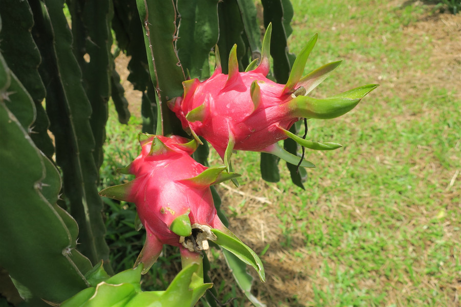 Bình Thuận: Thanh long tăng giá gấp đôi, nông dân phấn khởi ảnh 1