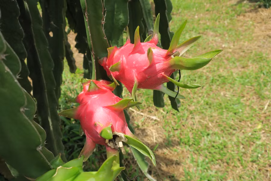 Bình Thuận: Thanh long tăng giá gấp đôi, nông dân phấn khởi ảnh 1