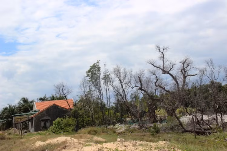 Khánh Hòa: Yêu cầu xử lý nghiêm vụ bức tử rừng bần xây nhà trái phép ảnh 1