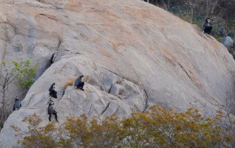 Ninh Thuận: Cận cảnh đàn voọc chà vá chân đen quý hiếm “xuống núi” tìm thức ăn, nước uống