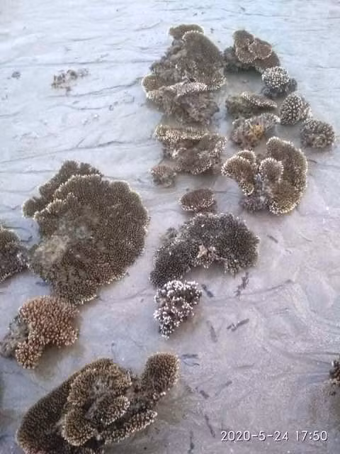 Khánh Hòa: Nghi vấn hàng loạt rạn san hô bị phá hoại ảnh 1