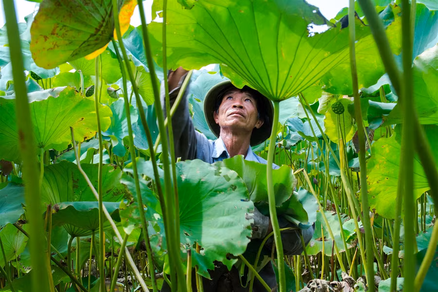 Vựa sen lớn nhất miền Bắc vào vụ thu hoạch ảnh 1