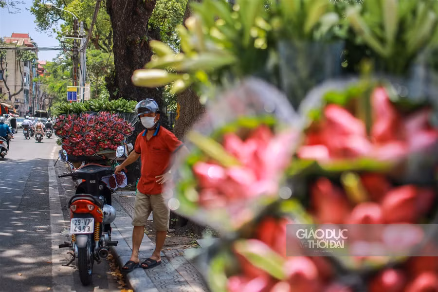 Ngẩn ngơ mùa sen trong phố ảnh 1