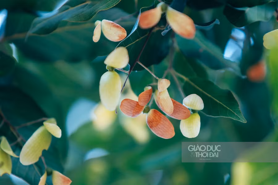 Một thoáng Sài Gòn giữa lòng Hà Nội ảnh 6