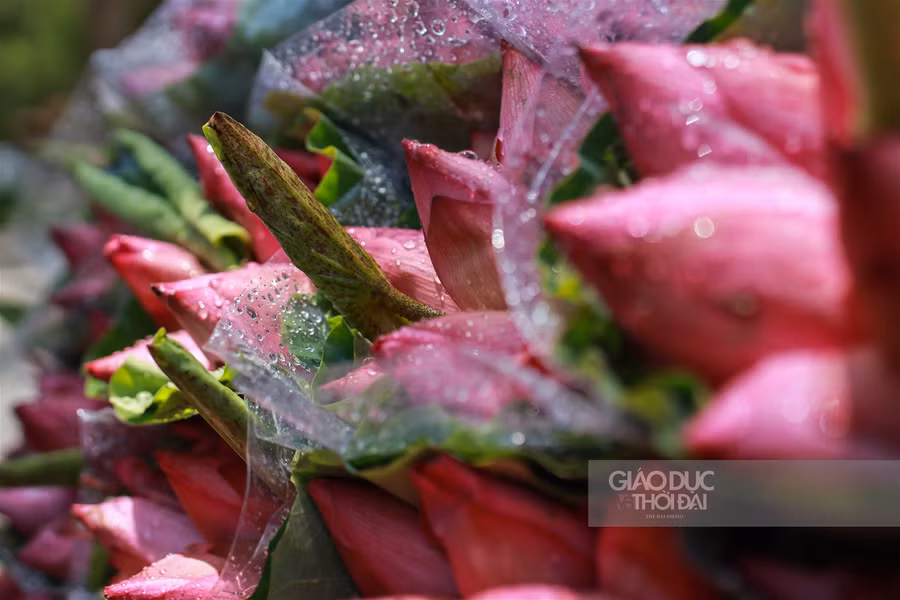 Ngẩn ngơ mùa sen trong phố ảnh 3