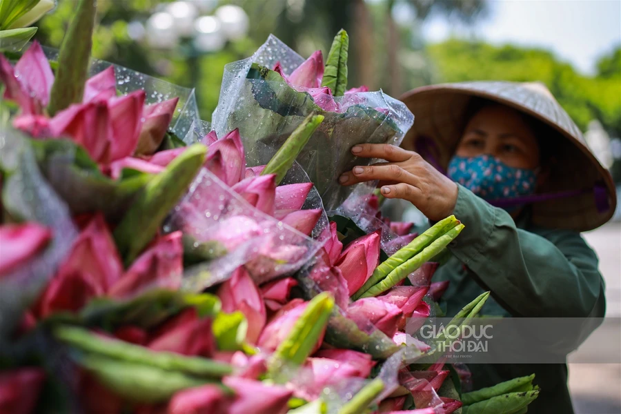 Ngẩn ngơ mùa sen trong phố