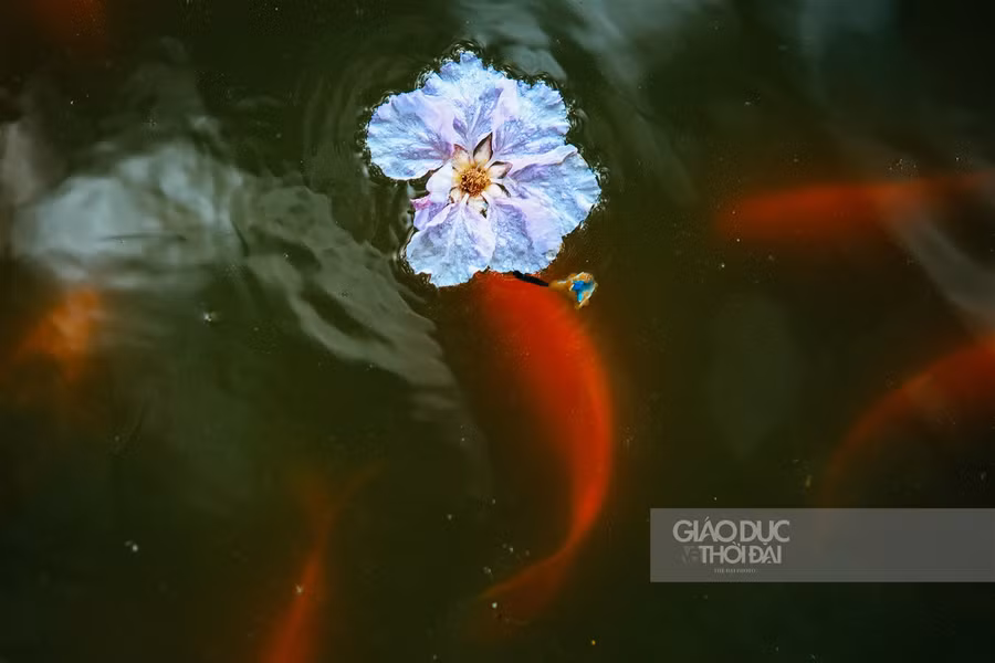 Dịu dàng hoa bằng lăng "nhuộm tím" đường phố Hà Nội ảnh 9