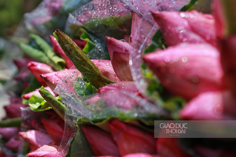 Ngẩn ngơ mùa sen trong phố ảnh 3