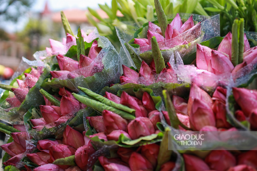 Ngẩn ngơ mùa sen trong phố ảnh 2