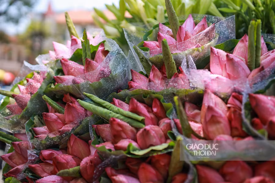 Ngẩn ngơ mùa sen trong phố ảnh 2