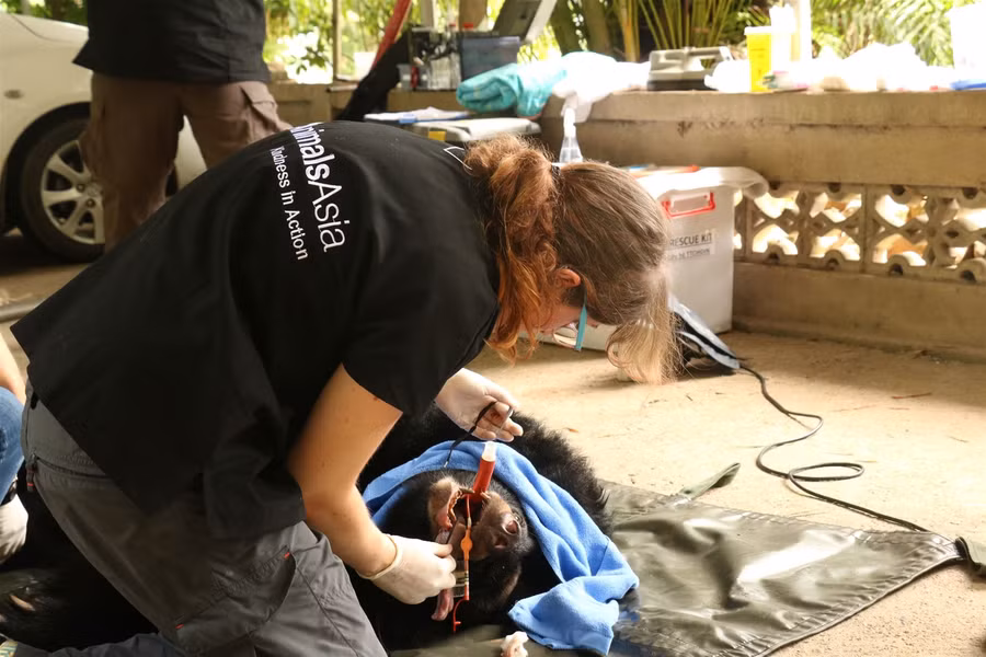 Cứu hộ 2 cá thể gấu ngựa bị nhốt 20 năm trong lồng sắt ảnh 8