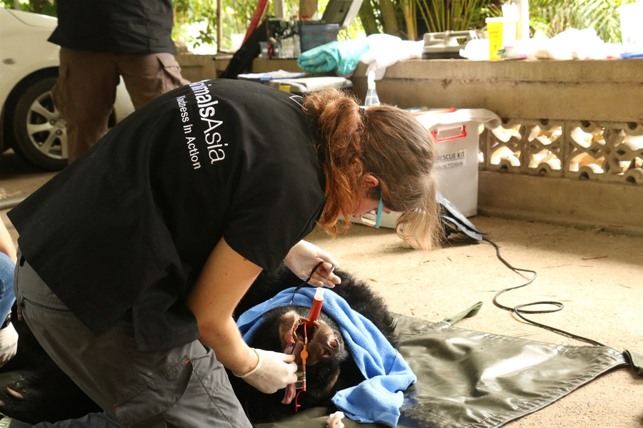 Cứu hộ 2 cá thể gấu ngựa bị nhốt 20 năm trong lồng sắt ảnh 8