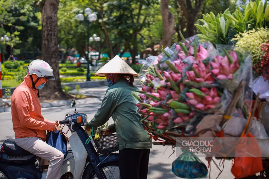 Ngẩn ngơ mùa sen trong phố ảnh 8