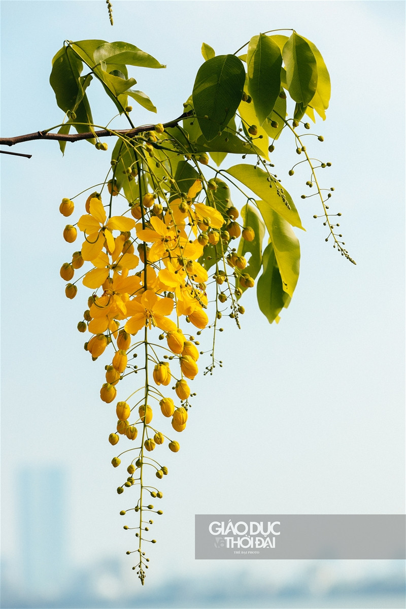 Muồng hoàng yến nhuộm vàng Hà Nội những ngày tháng 5 ảnh 4 Muồng hoàng yến nhuộm vàng Hà Nội những ngày tháng 5 ảnh 4
