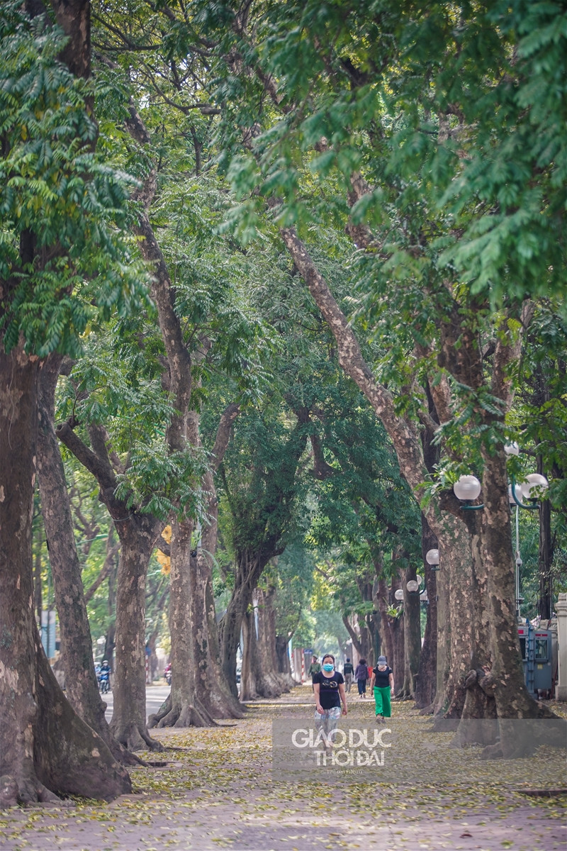 Hà thành đẹp mơ màng mùa sấu già trút lá ảnh 7