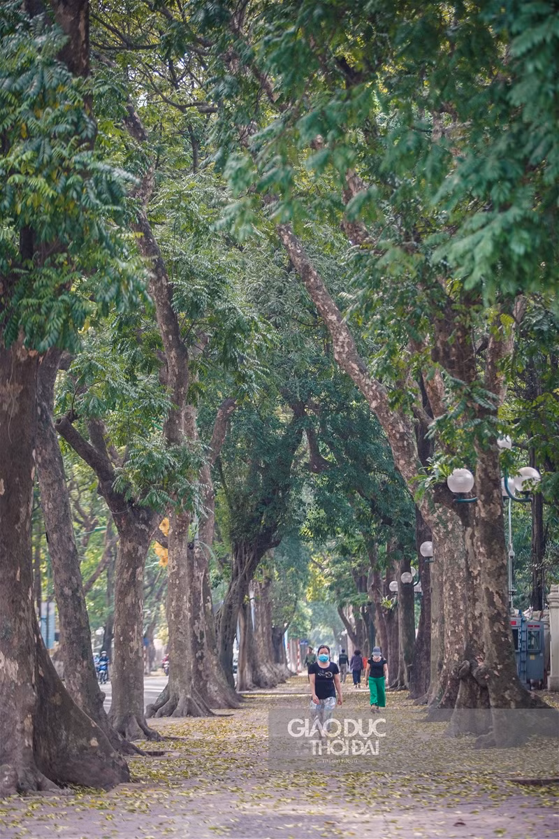 Hà thành đẹp mơ màng mùa sấu già trút lá ảnh 7