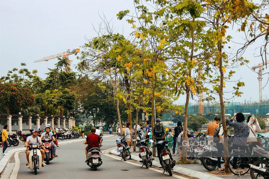 Muồng hoàng yến nhuộm vàng Hà Nội những ngày tháng 5 ảnh 1 Muồng hoàng yến nhuộm vàng Hà Nội những ngày tháng 5 ảnh 1