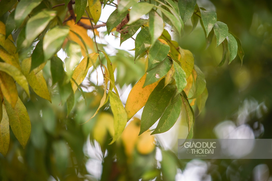 Hà thành đẹp mơ màng mùa sấu già trút lá ảnh 5